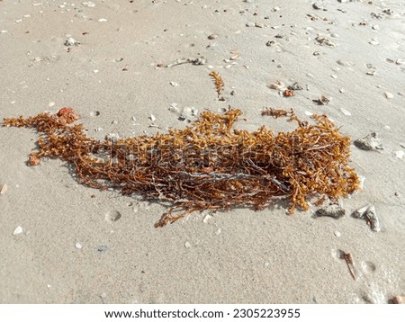 Seaweed. Seaweed on the sand. Seaweed laying on the beach. Seaweed washed up onto the beach.