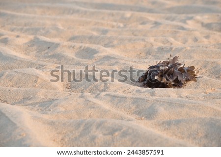 seaweed on the sand of Teluk Asmara  beach, Malang, Indonesia in the morning