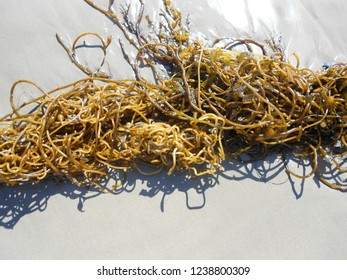 Seaweed On Zuma Beach