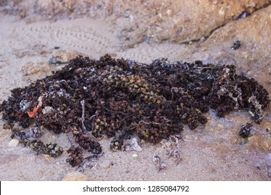 seaweed in the sand