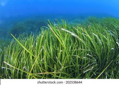 Seaweed Sea Grass