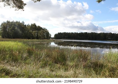 Seaweed And Sea, Småland Sweden