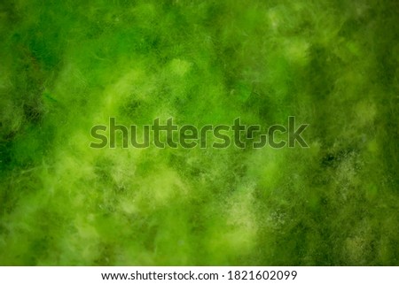 Seaweed in the swamp. Background and surface texture of Algae are a diverse group. Sea algae or Green moss stuck. Close-up green algae background. Rocks covered with green seaweed in ocean water.