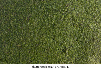 Seaweed Texture At The Beach