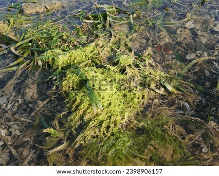 
seaweed texture that is visible when the sea recedes