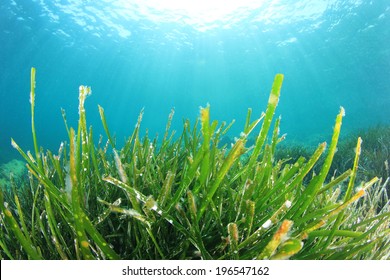 7,893 Pacific ocean seaweed Images, Stock Photos & Vectors | Shutterstock