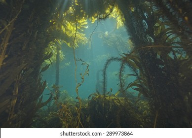 Seaweed At Underwater California Kelp Forest