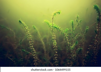 freshwater seaweed