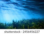 Seaweed Underwater, Seaweed Shallow Water near surface