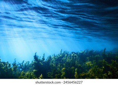 Seaweed Underwater, Seaweed Shallow Water near surface - Powered by Shutterstock