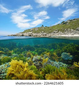 Seaweeds and coastline seascape on the Atlantic side of Spain in Galicia, split level view over and under water surface, Rias Baixas - Shutterstock ID 2264621605