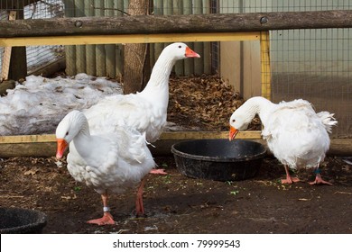 Sebastopol Geese