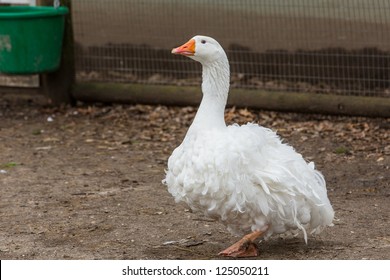 Sebastopol Goose