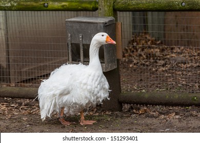 Sebastopol Goose