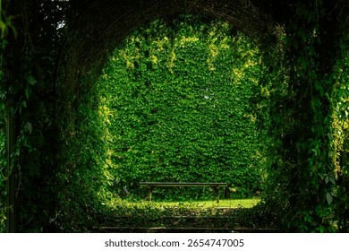 A secluded bench sits under a leafy green archway, surrounded by dense foliage and a vibrant wall of ivy, creating a peaceful garden hideaway.