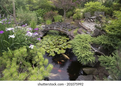 A Secluded Koi Pond Surrounded By Japanese Irises And A Variety Of Dwarf Evergreens In A Private Backyard Provide A Quiet Place To Retreat From The Pressures Of Life.