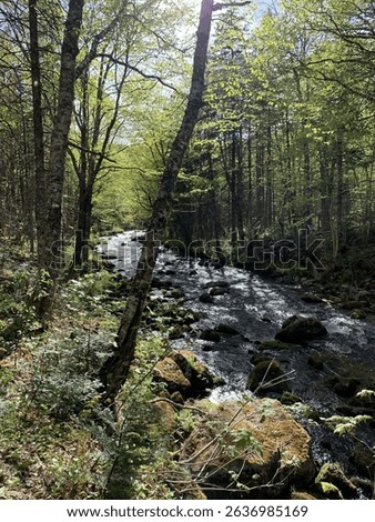 Second Fork Brook Margaree Highlands, Cape Breton, Nova Scotia Canada