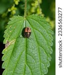 Second instar of Gorse Shield Bug (piezodorus lituratus) on green leaf