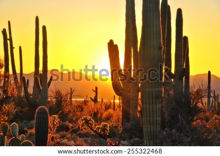 Second Sunset at Saguaro National Park near Tucson Arizona.