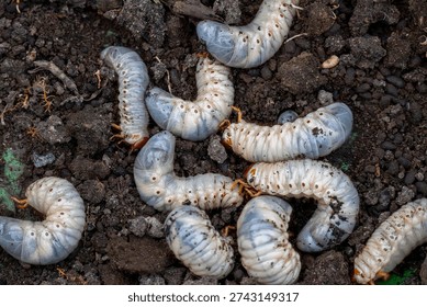 Second and third instar larvae (caterpillars or grubs) of coconut rhinoceros beetle (Oryctes rhinoceros) on dried cow dung. One of the most destructive pests of coconut trees.
