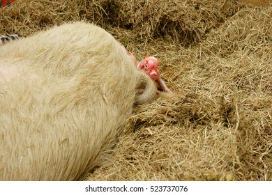 Seconds Old Large White Piglet Born In The Sty Still Bloodied From The Birth, The Cotswolds, Gloucestershire, UK