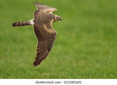 145 Pallid harrier Images, Stock Photos & Vectors | Shutterstock