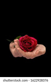 Secret Admirer, Male Hands Holding Rose On Black Background