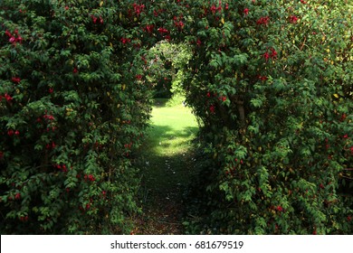 Secret Garden