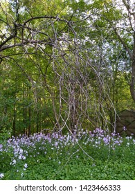 Secret Garden In Cedarburg Wisconsin