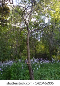 Secret Garden In Cedarburg Wisconsin