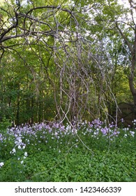 Secret Garden In Cedarburg Wisconsin