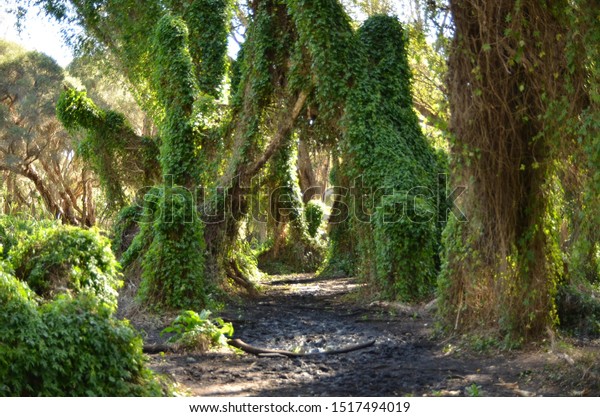 Secret Garden Gwelup Western Australia Royalty Free Stock Image