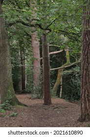 A Secret Path. Only Known To A Select Few By The Wear On The Ground. Sutton Park Birmingham UK.