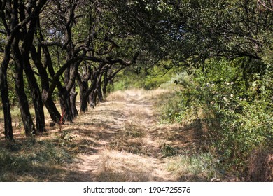 Secret Thorny Path Through The Trees