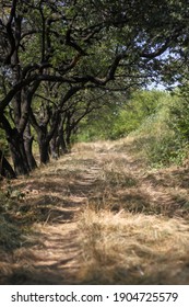 Secret Thorny Path Through The Trees