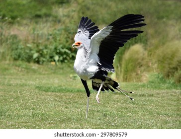 Secretary Bird