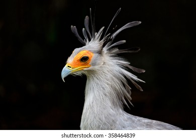 Secretary Bird