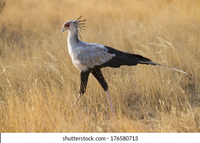 10,189 Birds serengeti Images, Stock Photos & Vectors | Shutterstock