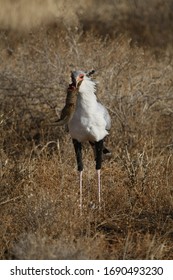 A Secretary Bird Chokes On A Big Striped Mongoose He Tried To Swallow Whole