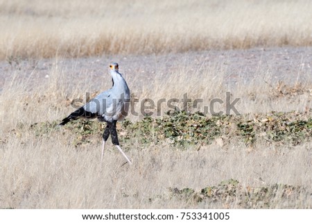 Secretary bird full body side view strutting through grassland and looking at the camera