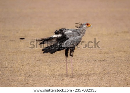 Secretary Bird in the Kgalagadi Transfrontier Park, Kalahari 