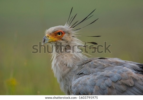 Secretary bird\
at a Nature Reserve in South\
Africa