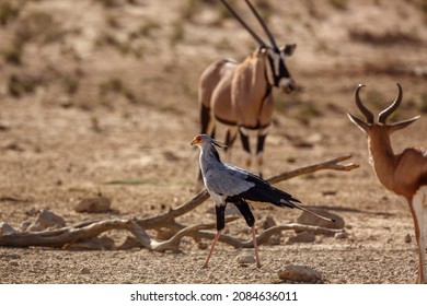 Secretary bird with oryx in background in Kgalagadi transfrontier park, South Africa; specie Sagittarius serpentarius family of Sagittariidae - Powered by Shutterstock