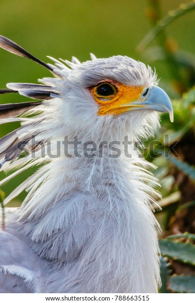 Secretary Bird Photographed Profile Head Stock Photo 788663515 ...