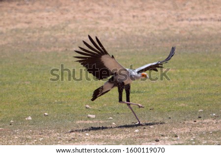 Secretary bird (Sagitarius serpentarius), Kieliekrankie Wilderness Camp, Kgalagadi Transfrontier Park, Kalahari desert, South Africa