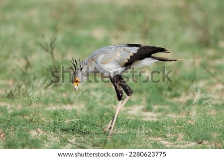 A secretary bird (Sagittarius serpentarius) hunting in natural habitat, South Africa
