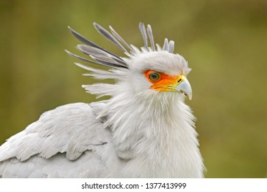 Secretary Bird Sagittarius Serpentarius Portrait Nice Stock Photo ...