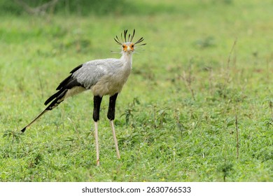 El Pájaro Secretario (Sagitario serpentario) caminando y cazando en las verdes llanuras en una Reserva de Caza en Kwa Zulu Natal en Sudáfrica