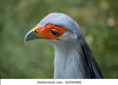 Secretary bird (Sagittarius serpentarius). Wildlife animal.  - Shutterstock ID 425364382