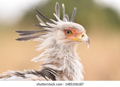 Secretary bird spotted in Nairobi National Park - Shutterstock ID 1485106187